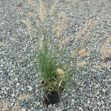 Chinese Fountain Grass - C&J Gardening Center