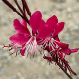Siskiyou Pink Gaura