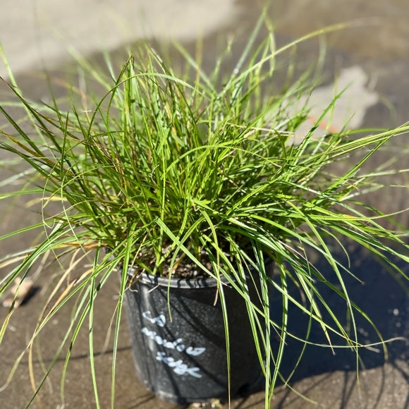 California Meadow Sedge