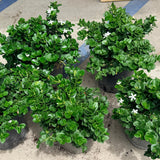 Boxwood Beauty Natal Plum