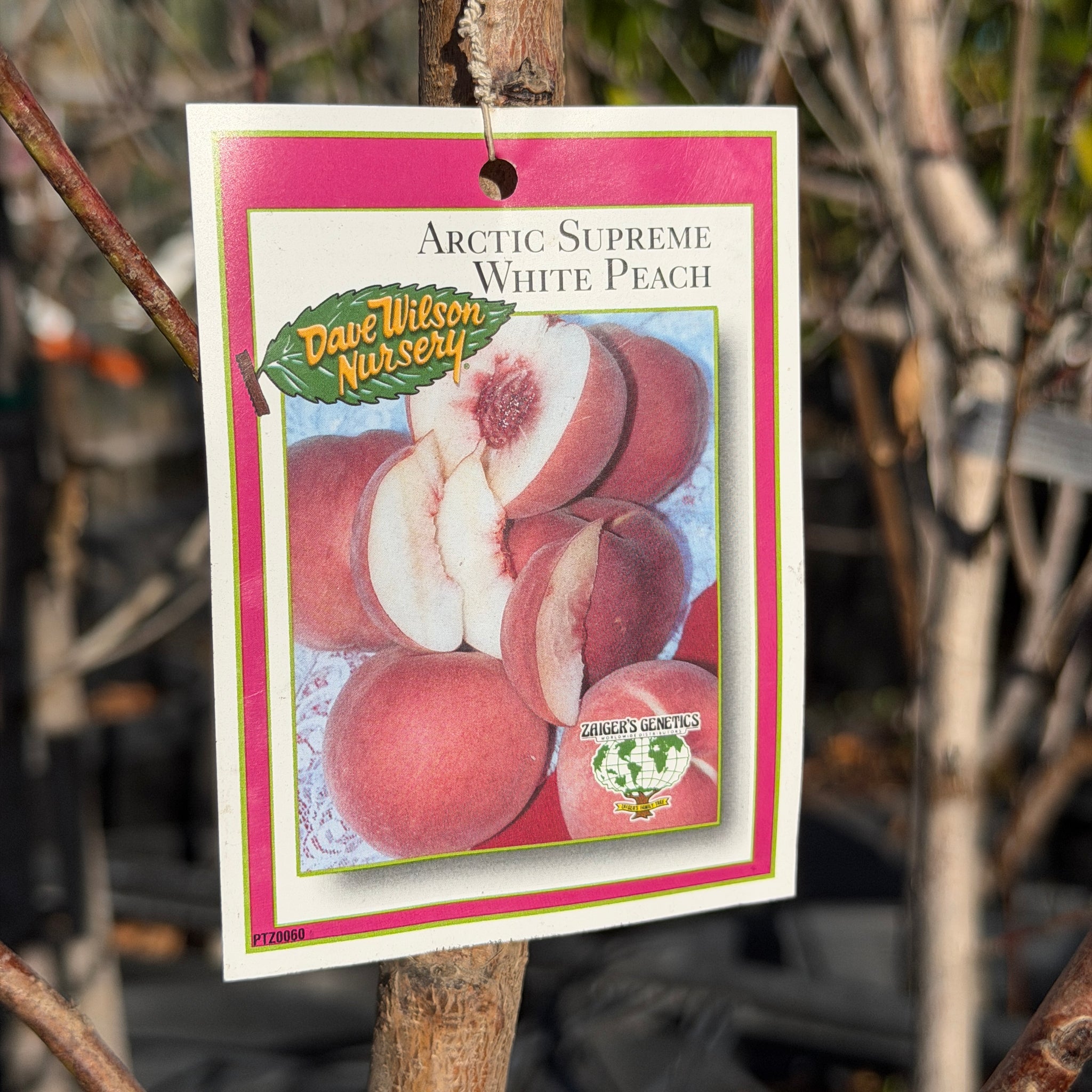 Peach:) Arctic Supreme Peach | C&J Gardening Center