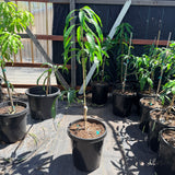 Alphonso Mango - C&J Gardening Center