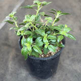 Coast Sunflower - C&J Gardening Center