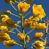 Mexican Bird of Paradise