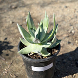 Giant Chalk Dudleya