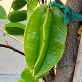 Fwang Tung Starfruit