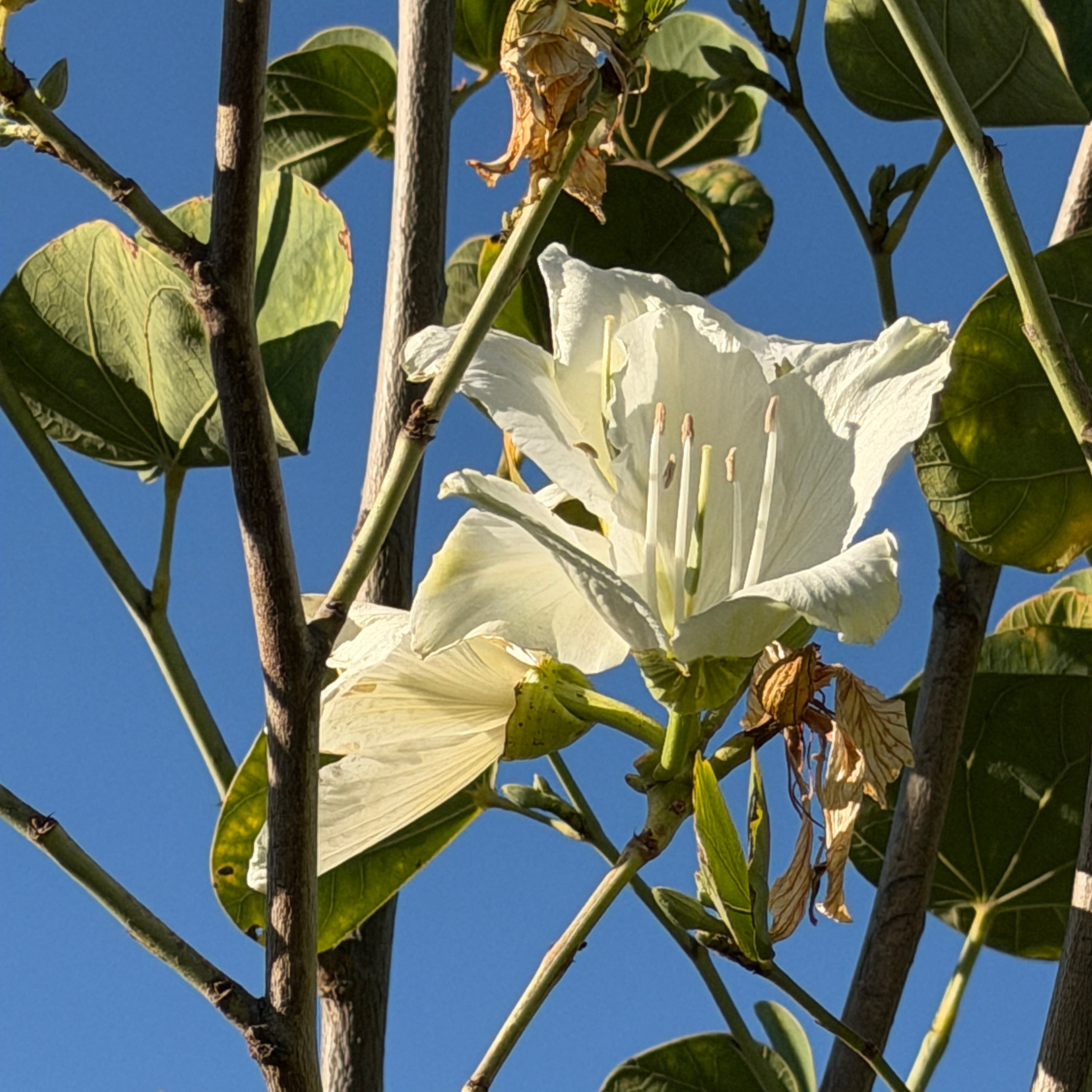 White Orchid Tree | C&J Gardening Center