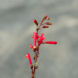 Firecracker Beardtongue