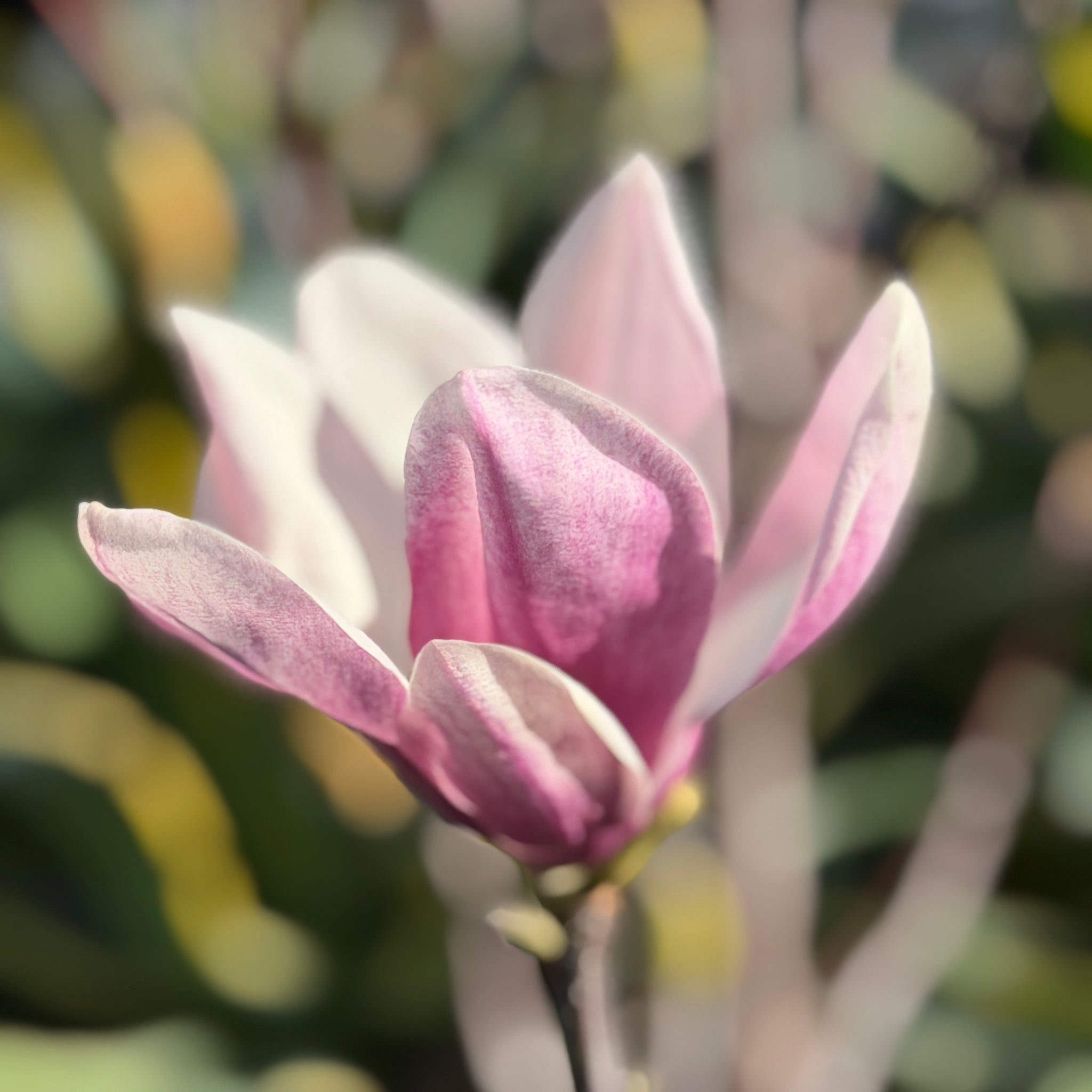 Chinese Magnolia | C&J Gardening Center