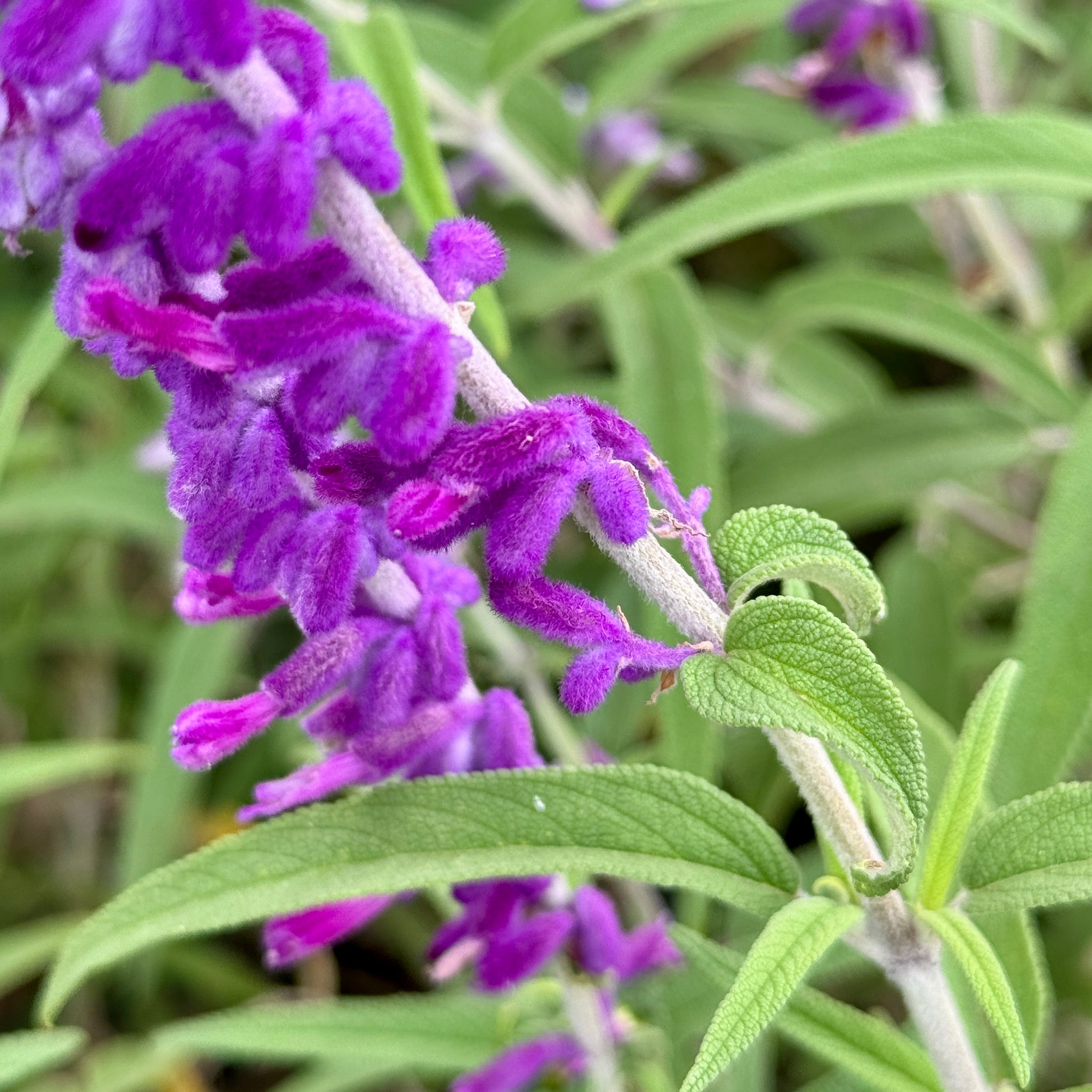Mexican Bush Sage Salvia Leucantha Purple Flowering Shrub 5 Gallon Live Plant USDA Zone 9-11