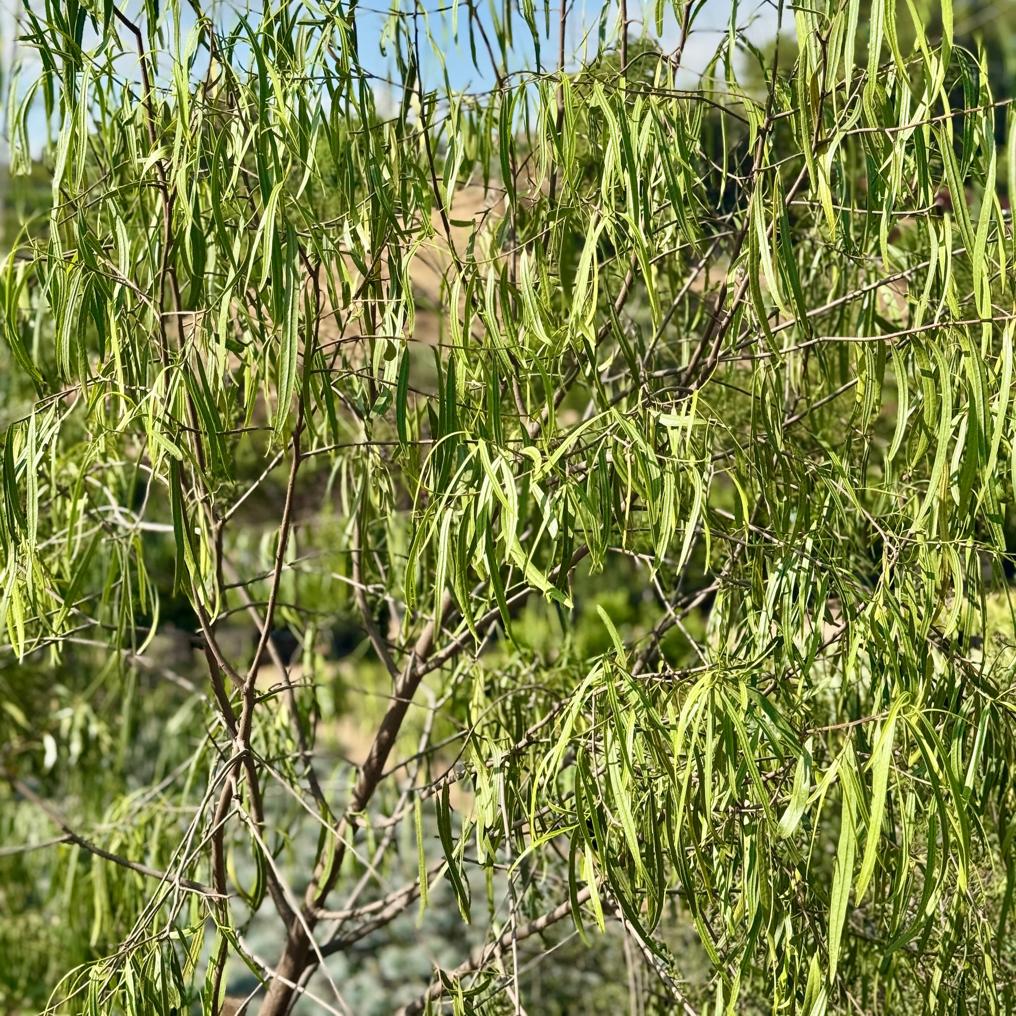 Australian Willow | C&J Gardening Center