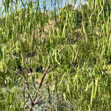 Australian Willow