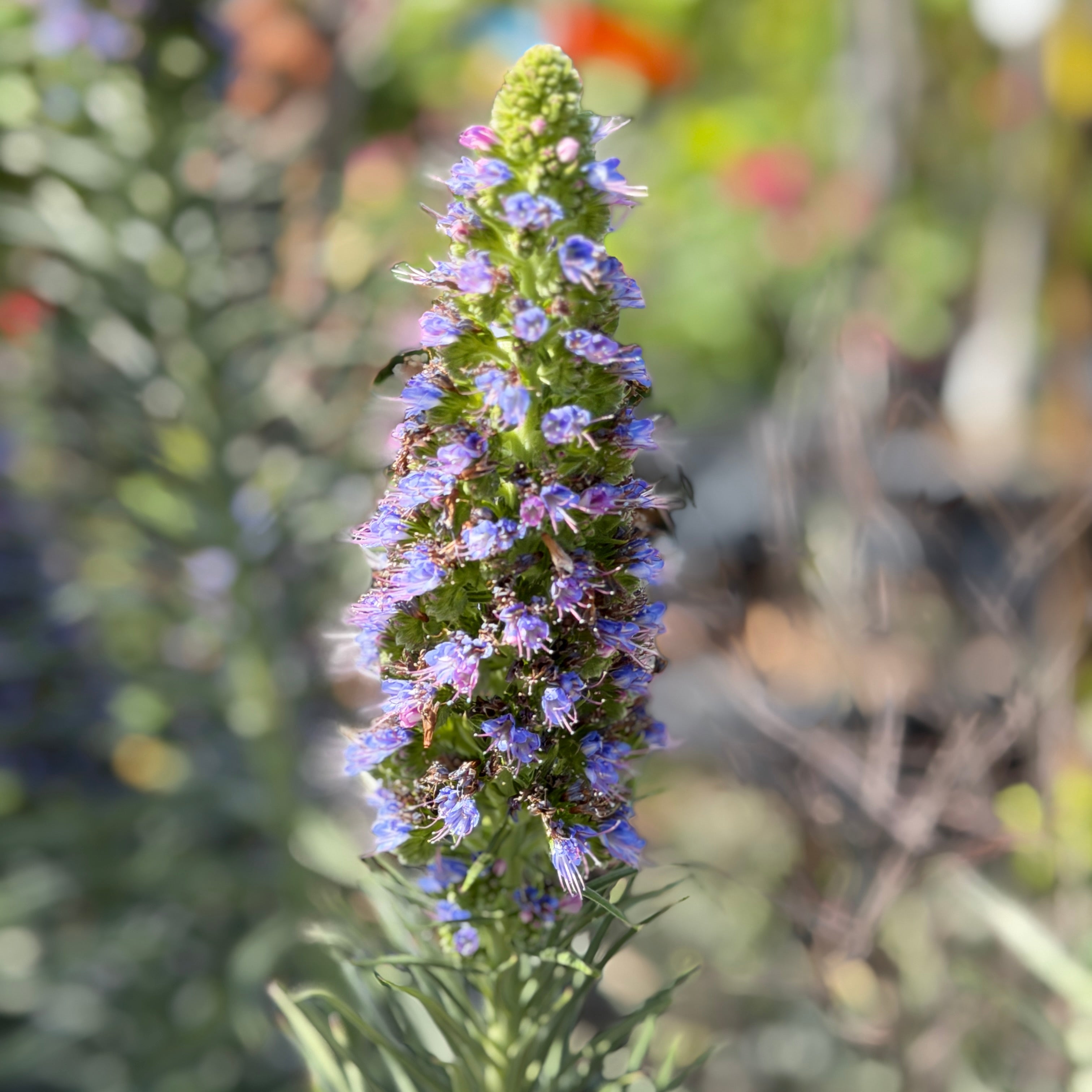 Pride of Madeira Flower Shrub