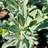 White Sage