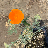 California Poppy - C&J Gardening Center