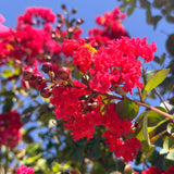 Red Crape Myrtle