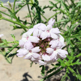 Pink Cedros Island Verbena - C&J Gardening Center