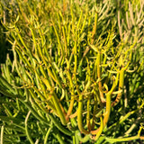 Firestick Plant - C&J Gardening Center