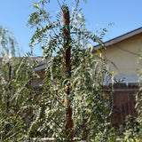 California Pepper Tree