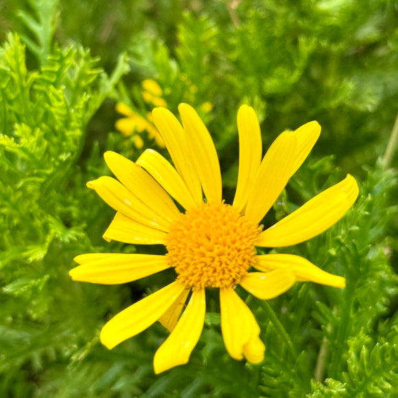 Green-Leaf Golden Daisy