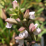 Bear's Breeches - Acanthus mollis - C&J Gardening Center