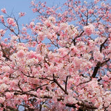 Akebono Yoshino Flowering Cherry