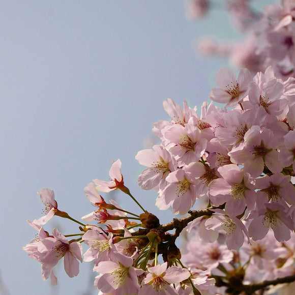 Akebono Yoshino Flowering Cherry