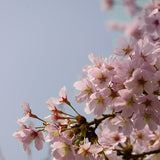 Akebono Yoshino Flowering Cherry