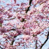Akebono Yoshino Flowering Cherry