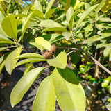 Alano Sapodilla - C&J Gardening Center