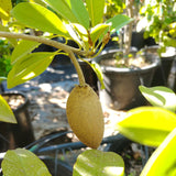 Alano Sapodilla - C&J Gardening Center