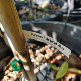 Alano Sapodilla - C&J Gardening Center