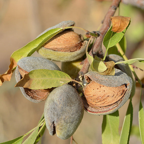 All-In-One Almond Tree