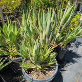 Aloe Vera - C&J Gardening Center