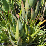 Aloe Vera - C&J Gardening Center