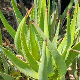 Aloe Vera - C&J Gardening Center