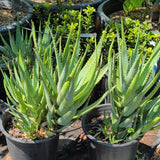 Aloe Vera - C&J Gardening Center