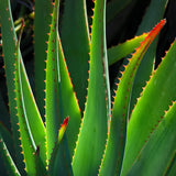 Aloe Vera - C&J Gardening Center
