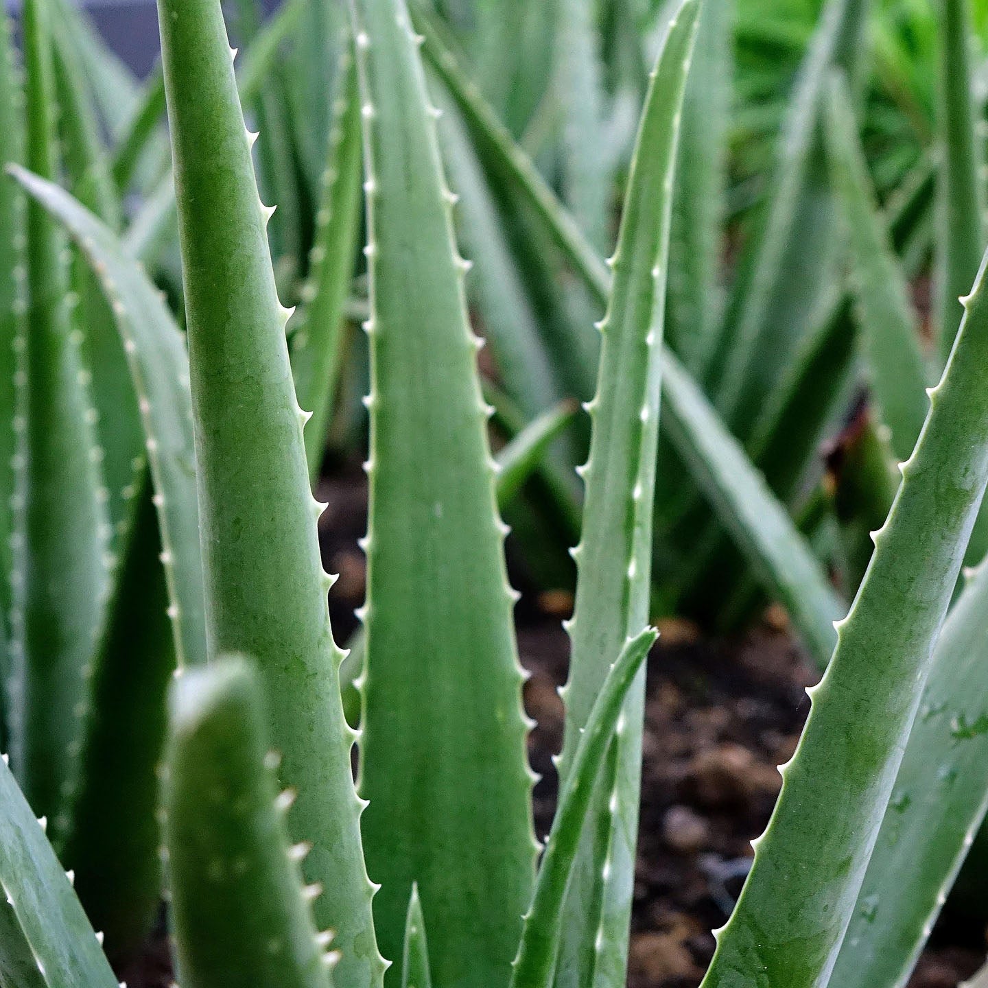 aloe vera plant jewel osco Aloe Vera Desert