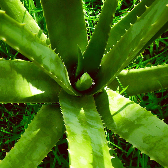 Aloe Vera