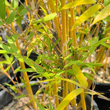 Alphonse Karr Bamboo - C&J Gardening Center
