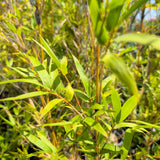 Alphonse Karr Bamboo - C&J Gardening Center