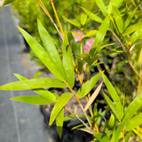 Alphonse Karr Bamboo - C&J Gardening Center
