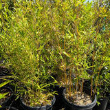 Alphonse Karr Bamboo - C&J Gardening Center