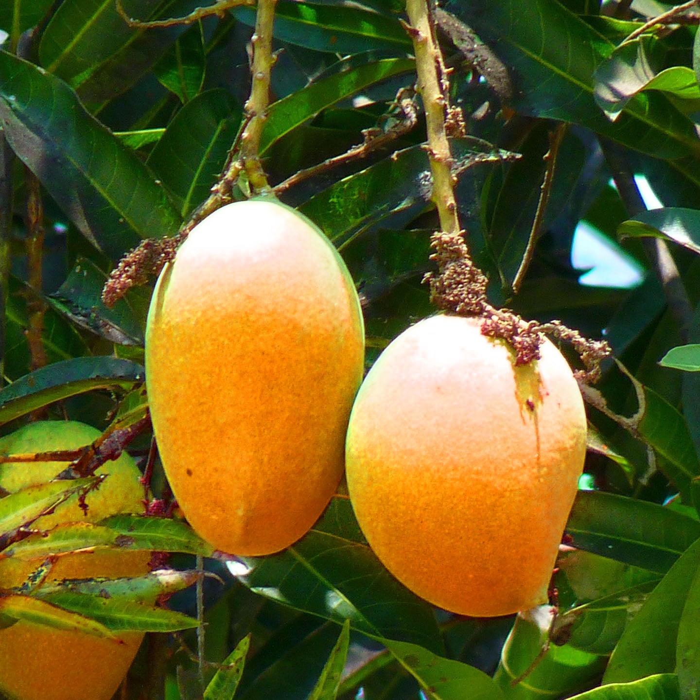 Fruit Trees | C&J Gardening Center