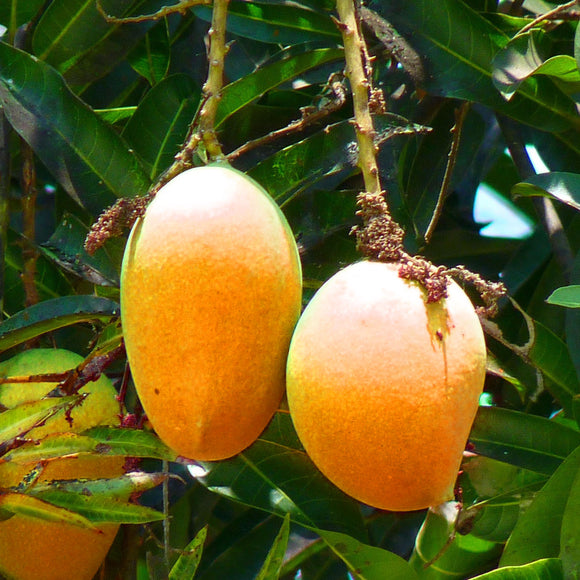 Alphonso Mango