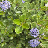Anchor Bay Ceanothus