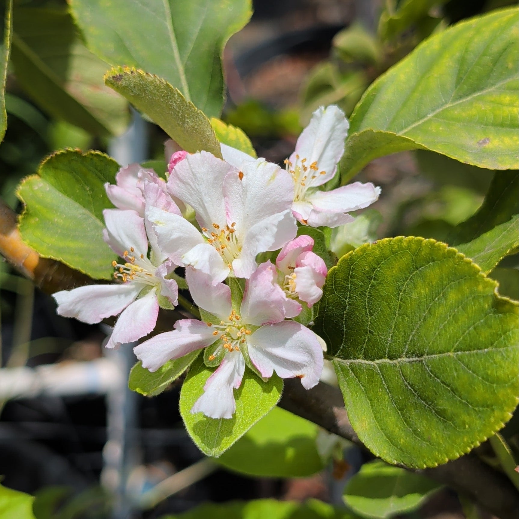 Anna Apple | C&J Gardening Center