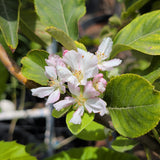 Anna Apple - C&J Gardening Center