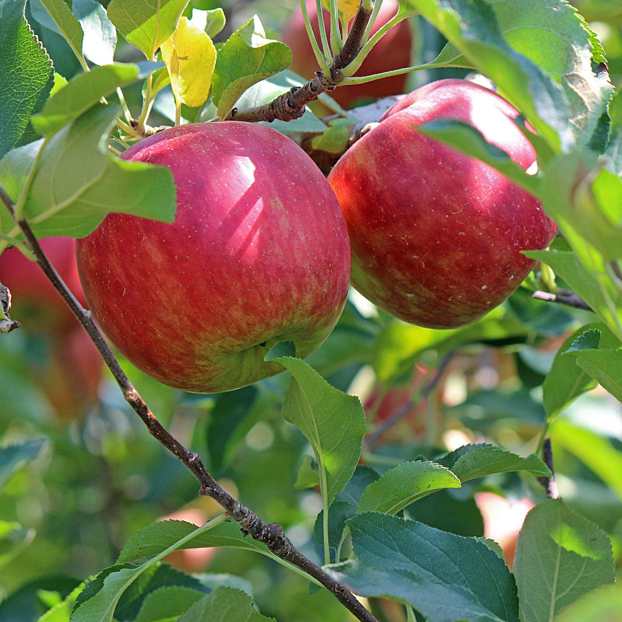 Anna Apple | C&J Gardening Center